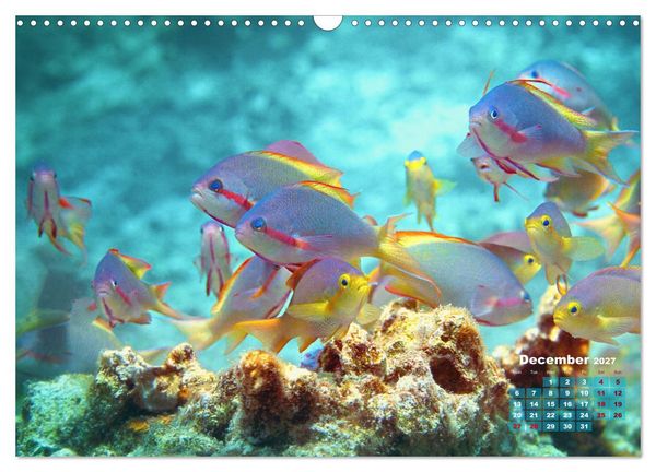 Produktbild: Oceans Alive - A World of Color and Diversity (Wall Calendar 2027 DIN A3 landscape), CALVENDO 12 Month Wall Calendar
