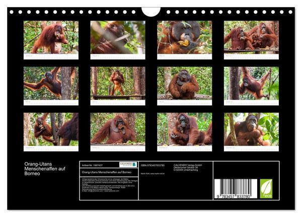 Produktbild: Orang-Utans Menschenaffen auf Borneo (Wandkalender 2026 DIN A4 quer), CALVENDO Monatskalender