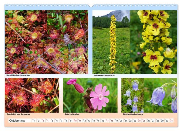 Produktbild: Alpiner Bl&uuml;tenzauber (hochwertiger Premium Wandkalender 2026 DIN A2 quer), Kunstdruck in Hochglanz