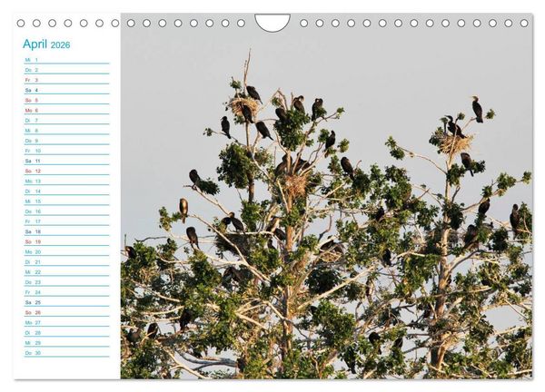 Produktbild: Urlaubsparadies Scharm&uuml;tzelsee (Wandkalender 2026 DIN A4 quer), CALVENDO Monatskalender