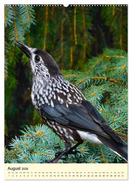 Produktbild: Shy forest birds (High Quality Premium Wall Calendar 2026 DIN A2 portrait),CALVENDO 12 Month Wall Calendar