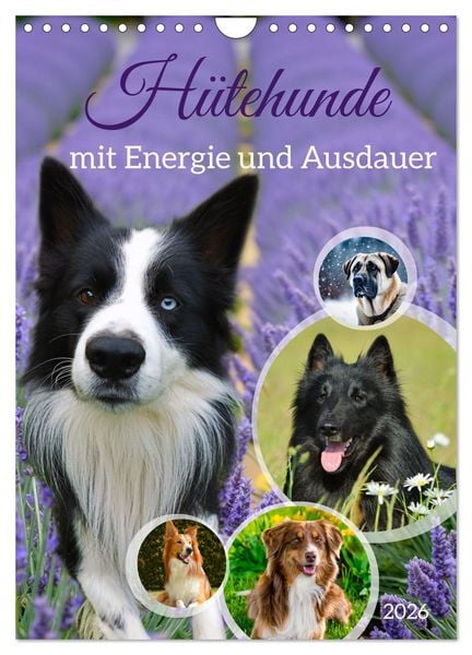 Hütehunde mit Energie und Ausdauer (Wandkalender 2026 DIN A4 hoch), CALVENDO Monatskalender