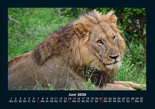 Produktbild: L&ouml;wen in der Wildnis 2026 Fotokalender DIN A4