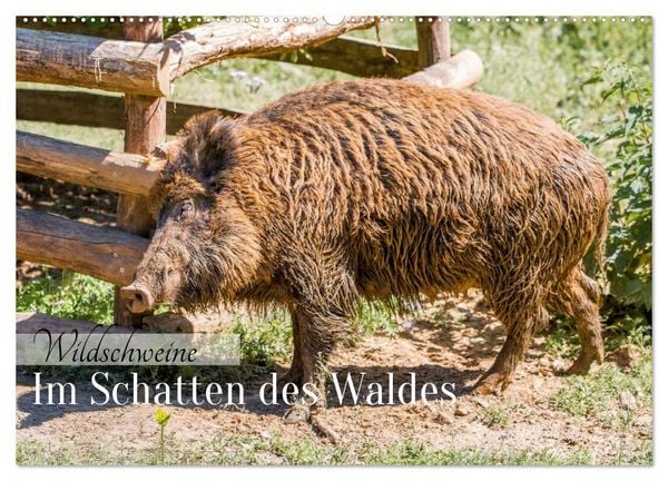 Produktbild: Wildschweine - Im Schatten des Waldes (Wandkalender 2026 DIN A2 quer), CALVENDO Monatskalender