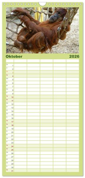 Produktbild: Familienplaner 2026 - Orang-Utans mit 5 Spalten (Wandkalender, 21 x 45 cm) CALVENDO
