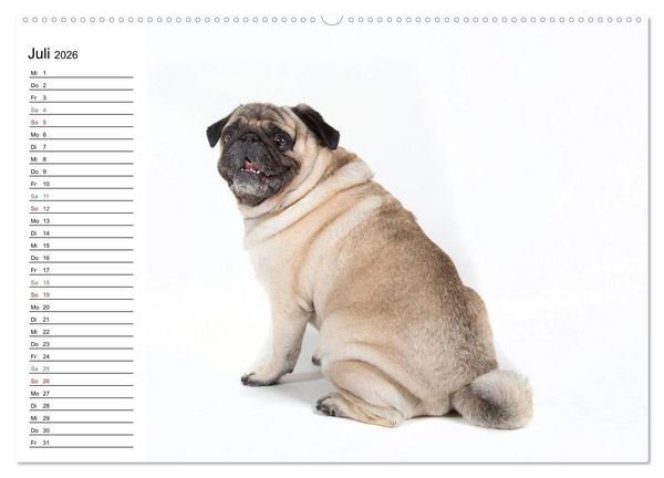 Produktbild: Mops - unwiderstehlich und charmant (hochwertiger Premium Wandkalender 2026 DIN A2 quer), Kunstdruck in Hochglanz