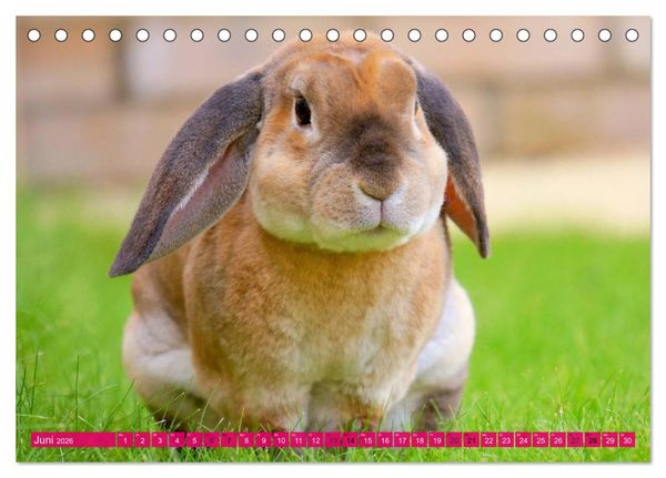 Produktbild: Kaninchen. Putzig, flauschig und geliebt (Tischkalender 2026 DIN A5 quer), CALVENDO Monatskalender