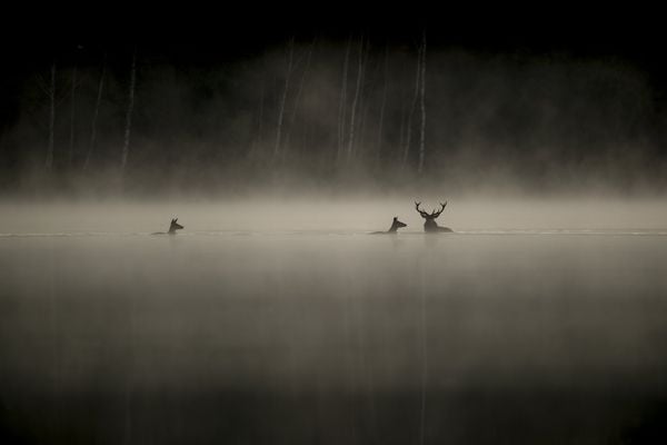 Produktbild: Das Fl&uuml;stern der W&auml;lder
