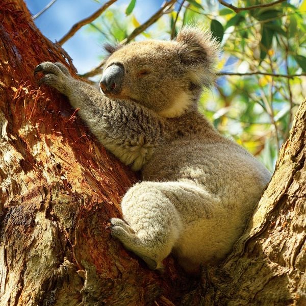 Produktbild: Koalas 2027