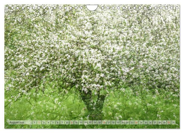 Produktbild: Vielfalt der B&auml;ume - variety of trees (Wandkalender 2026 DIN A4 quer), CALVENDO Monatskalender
