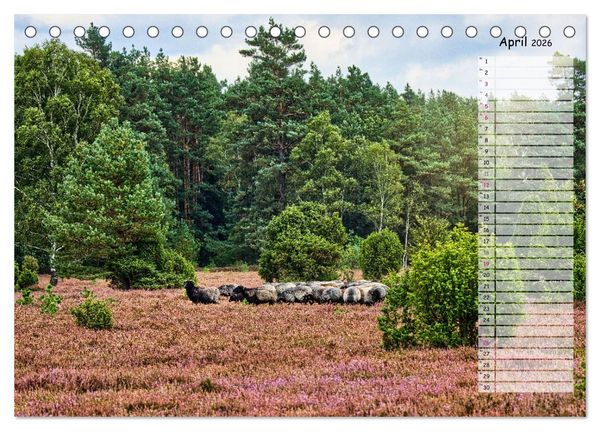 Produktbild: Heidespaziergang (Tischkalender 2026 DIN A5 quer), CALVENDO Monatskalender