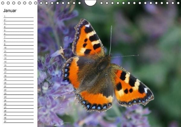 Produktbild: Heimische Schmetterlinge / Geburtstagskalender (Wandkalender immerw&auml;hrend DIN A4 quer)