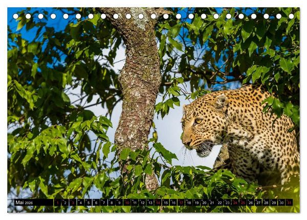 Produktbild: Masai Mara 2026 (Tischkalender 2026 DIN A5 quer), CALVENDO Monatskalender
