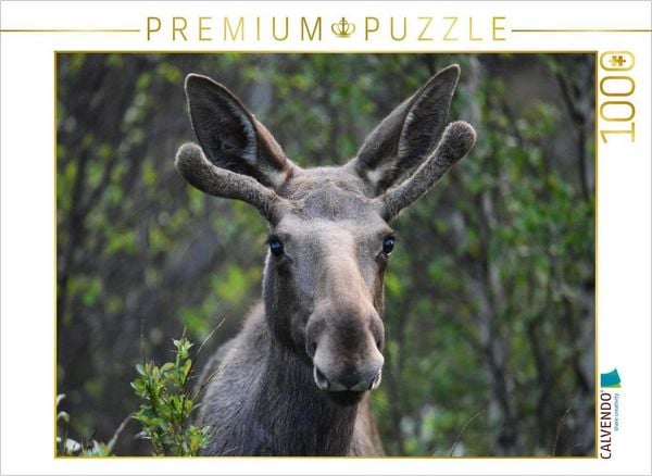 CALVENDO Puzzle Der Elch - Majestät der nordischen Wildnis | 1000 Teile Lege-Größe 64x48cm Foto-Puzzle für glückliche Stunden