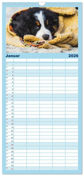 Produktbild: Familienplaner 2026 - Seeb&auml;rchen entdecken die Welt - Berner Sennenhunde mit 5 Spalten (Wandkalender, 21 x 45 cm) CALVENDO