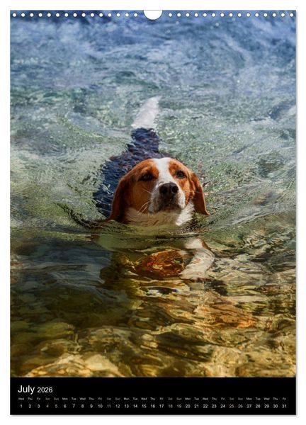 Produktbild: Beagles in action (Wall Calendar 2026 DIN A3 portrait), CALVENDO 12 Month Wall Calendar