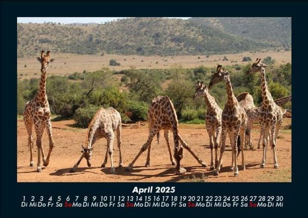 Produktbild: Giraffen 2025 Fotokalender DIN A5