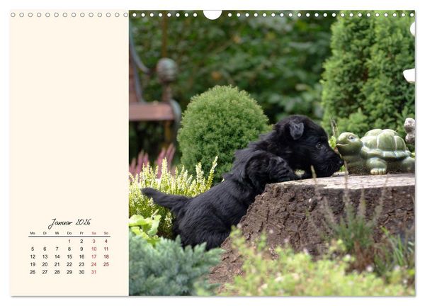 Produktbild: Scottish Terrier - Charmantes Rauhbein (Wandkalender 2026 DIN A3 quer), CALVENDO Monatskalender