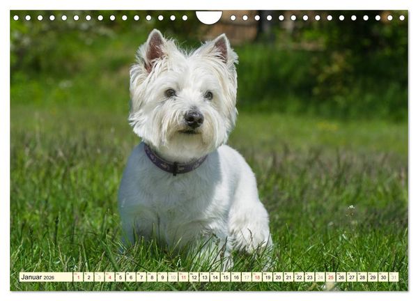 Produktbild: Kobold auf 4 Pfoten - West Highland White Terrier (Wandkalender 2026 DIN A4 quer), CALVENDO Monatskalender