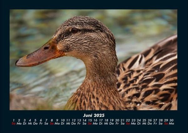 Produktbild: Enten 2025 Fotokalender DIN A4