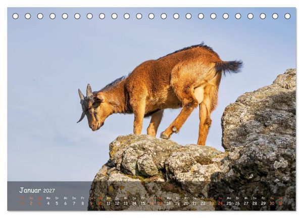 Produktbild: Albziegen (Tischkalender 2027 DIN A5 quer), CALVENDO Monatskalender