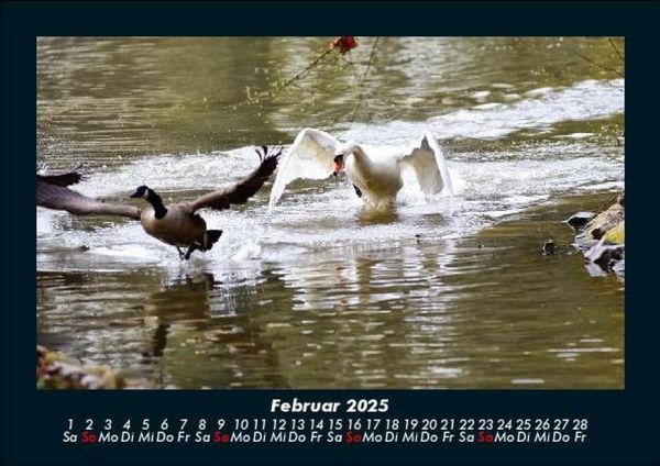Produktbild: Enten 2025 Fotokalender DIN A5