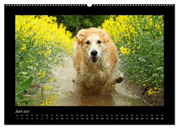 Produktbild: MIXlinge (hochwertiger Premium Wandkalender 2027 DIN A2 quer), Kunstdruck in Hochglanz