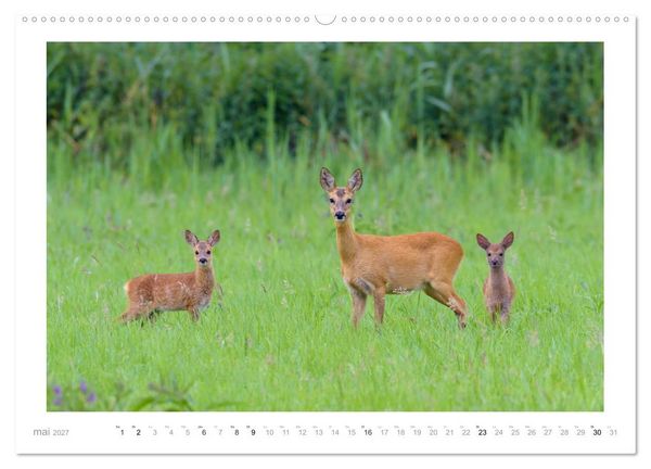 Produktbild: Un an avec des chevreuils (Calendrier mural haut de gamme 2027 DIN A2 vertical), CALVENDO calendrier mensuel