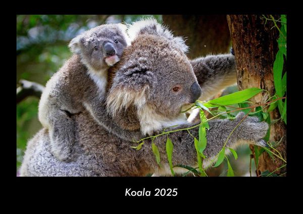 Koala 2025 Fotokalender DIN A3