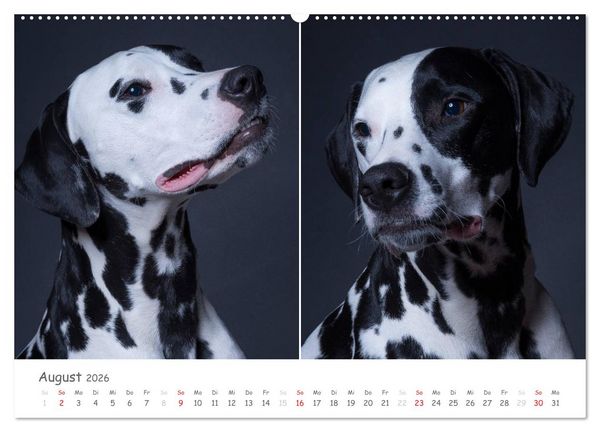 Produktbild: charakterstarke Hunde, wundersch&ouml;ne Hundeportraits (hochwertiger Premium Wandkalender 2026 DIN A2 quer), Kunstdruck in Hochglanz