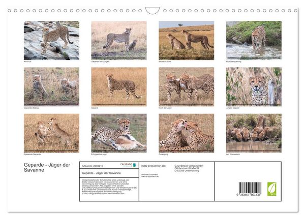 Produktbild: Geparde - J&auml;ger der Savanne (Wandkalender 2026 DIN A3 quer), CALVENDO Monatskalender