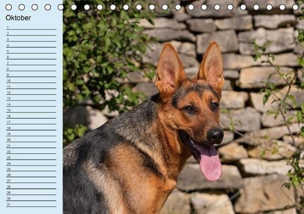 Produktbild: Der Schäferhunde-Geburtstagskalender (Tischkalender immerwährend DIN A5 quer)