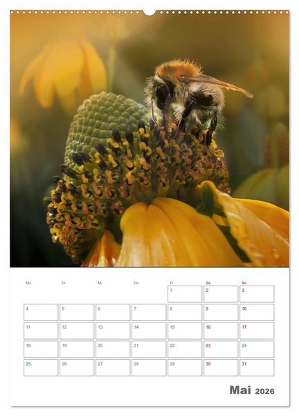 Produktbild: Helden in der Natur (Wandkalender 2026 DIN A2 hoch), CALVENDO Monatskalender