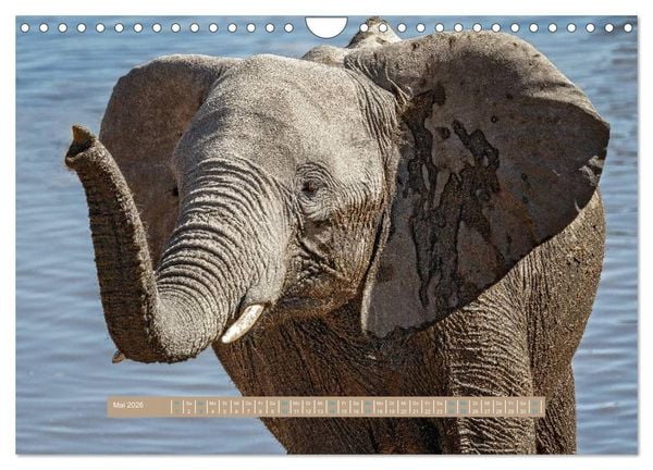 Produktbild: Afrikas Tierwelt - Wilde Elefanten (Wandkalender 2026 DIN A4 quer), CALVENDO Monatskalender