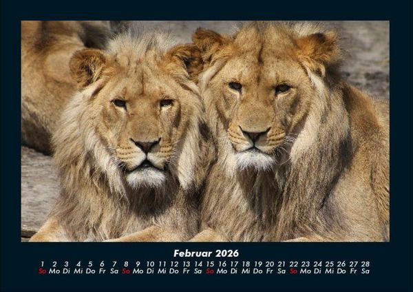 Produktbild: L&ouml;wen in der Wildnis 2026 Fotokalender DIN A4