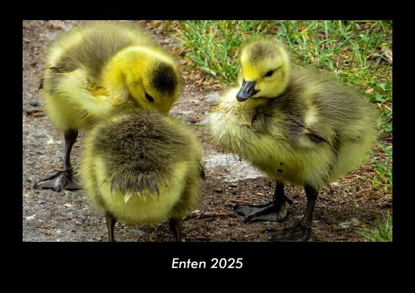 Produktbild: Enten 2025 Fotokalender DIN A3