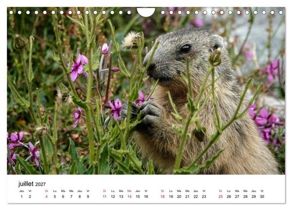 Produktbild: Le monde des marmottes en Haute Maurienne (Calendrier mural 2027 DIN A4 vertical), CALVENDO calendrier mensuel