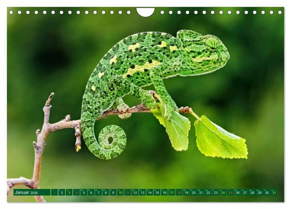 Produktbild: Cham&auml;leon - exotisches Reptil (Wandkalender 2026 DIN A4 quer), CALVENDO Monatskalender