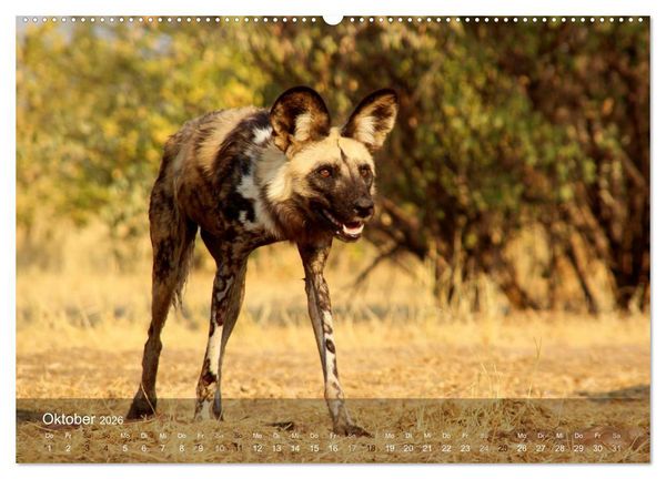 Produktbild: Botswana Wildlife (hochwertiger Premium Wandkalender 2026 DIN A2 quer), Kunstdruck in Hochglanz