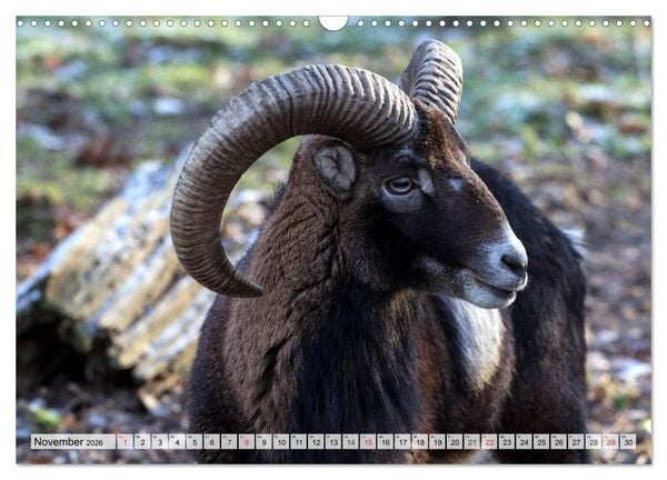 Produktbild: Wildtiere. Heimische Sch&ouml;nheiten (Wandkalender 2026 DIN A3 quer), CALVENDO Monatskalender