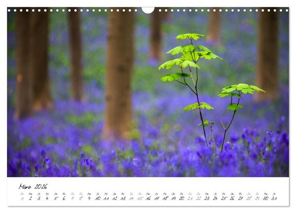 Produktbild: In der Welt der B&auml;ume (Wandkalender 2026 DIN A3 quer), CALVENDO Monatskalender