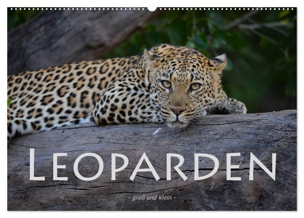 Produktbild: Leoparden - gro&szlig; und klein (Wandkalender 2026 DIN A2 quer), CALVENDO Monatskalender
