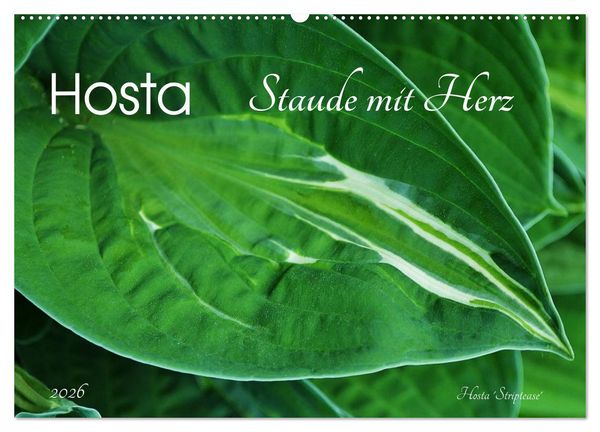 Produktbild: Hosta Staude mit Herz (Wandkalender 2026 DIN A2 quer), CALVENDO Monatskalender