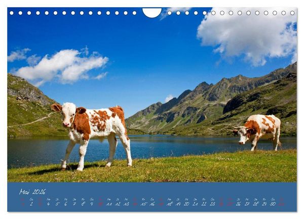 Produktbild: Friedliche K&uuml;he (Wandkalender 2026 DIN A4 quer), CALVENDO Monatskalender