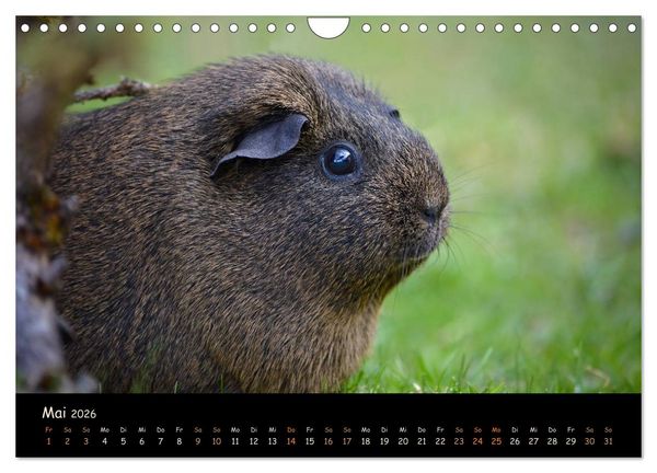 Produktbild: Meerschweinchen - Kleine s&uuml;&szlig;e Fellnasen (Wandkalender 2026 DIN A4 quer), CALVENDO Monatskalender