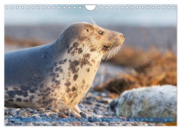 Produktbild: Robben - Lustige Bewohner Helgolands (Wandkalender 2026 DIN A4 quer), CALVENDO Monatskalender