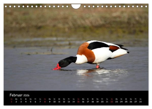 Produktbild: V&ouml;gel der Nordseek&uuml;ste (Wandkalender 2026 DIN A4 quer), CALVENDO Monatskalender