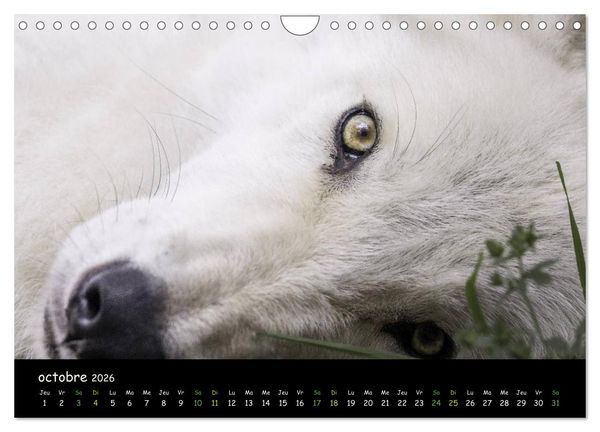 Produktbild: J'ai vu le loup (Calendrier mural 2026 DIN A4 vertical), CALVENDO calendrier mensuel