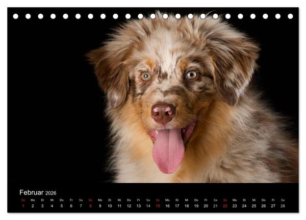 Produktbild: Dogs (Tischkalender 2026 DIN A5 quer), CALVENDO Monatskalender