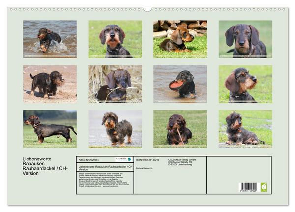Produktbild: Liebenswerte Rabauken Rauhaardackel / CH-Version (Wandkalender 2026 DIN A2 quer), CALVENDO Monatskalender